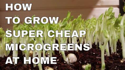 How To Grow Cheap Microgreens Fast And Nutritious Youtube