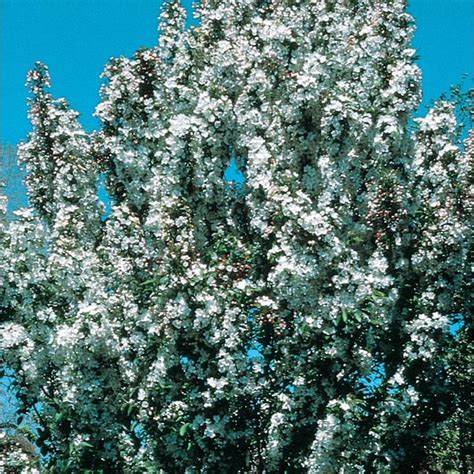 Lowes 728 Gallons White Flowering Adirondack Crabapple In Pot With