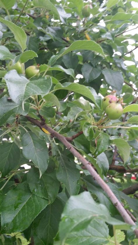 Honeycrisp apple...coming along | Plants, Apple tree, Honeycrisp