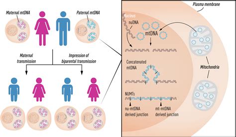 Inheritance Of Mitochondrial Dna In Humans Implications For Rare And Common Diseases Wei
