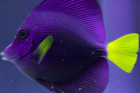 Colorful Fish Tropical Fish Deep Blue Sea Deep Purple Beautiful