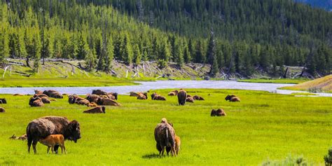 Surprising Facts About Yellowstone National Park Via