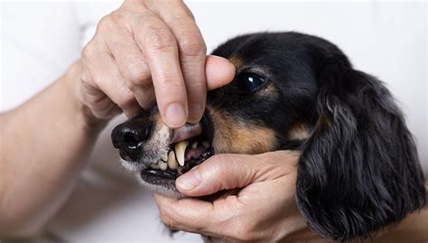 Black Gums In Dogs What Does This Mean Top Dog Tips