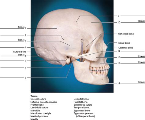 Solved: Identify the numbered bones and features of the skulls