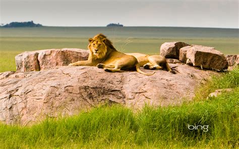 Two Lion Bing Animal Photography Hd Wallpaper