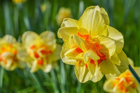 15 Great Types Of Daffodils