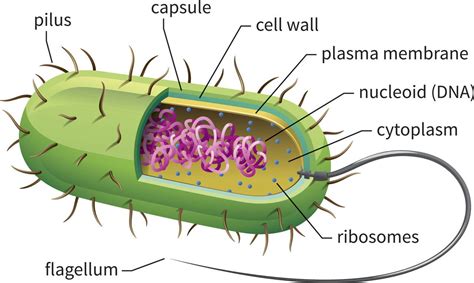 Capsule Function Bacterial Cells Robert Lopez Kapsels