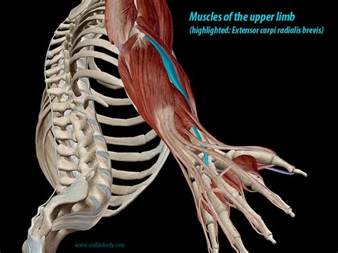 Muscles of the torso, as well as muscles in the arms or legs, can give the impression of a thin or athletic person. Stop Making a Racquet: A Look at Lateral Epicondylitis (Tennis Elbow)