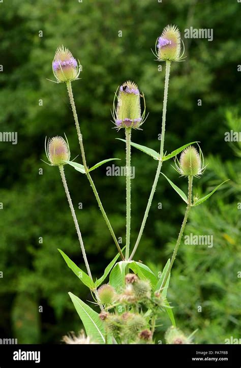 Common Teasle In Flower Stock Photo Alamy