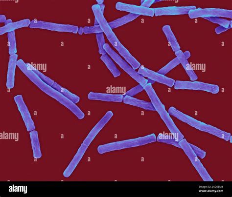 Farbige Scanning Electron Micrograph Sem Von Bacillus Megaterium