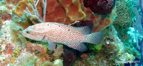 Graysby Grouper Bahamas Reef Fish 42 Rolling Harbour Abaco
