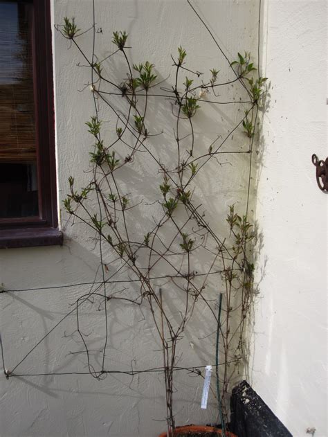 How to prune evergreen clematis. Light Prune Complete | Evergreen clematis, Clematis ...