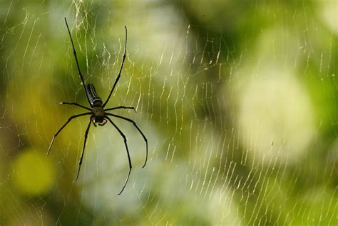 This Man Found 81 Terrifying Spiders In His Christmas Tree And You