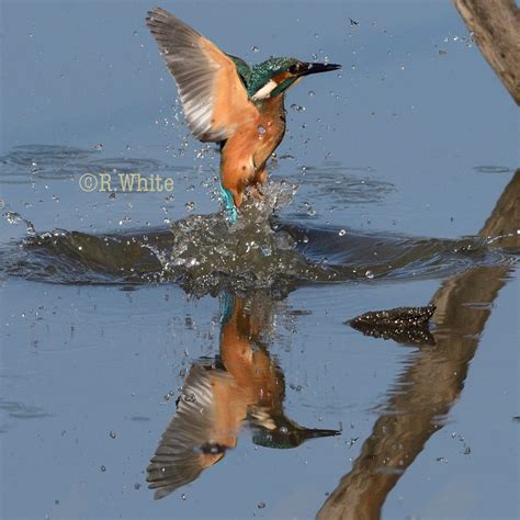 Kingfisher Coming Out Of Water Rod White Flickr