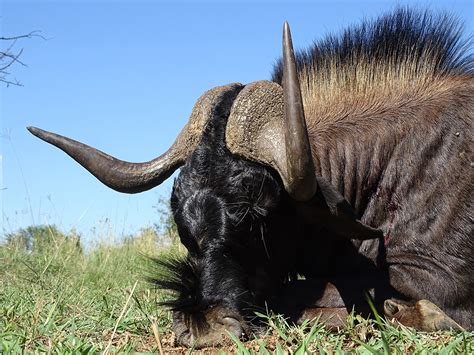 Black Wildebeest 17 Lungile Safaris