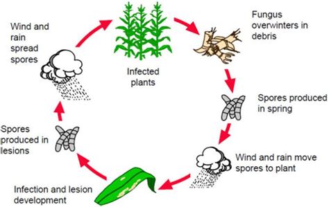 Leaf Blight Disease Agriculturestudymaterial