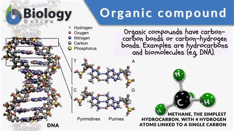 Organic Compound Definition And Examples Biology Online Dictionary