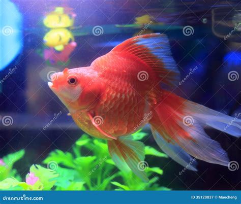 Red Goldfish In Aquarium Stock Image Image Of Animal 35120837