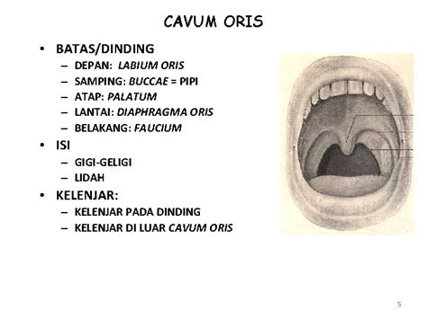 Histologi Rongga Mulut Eryati Darwin Fakultas Kedokteran Universitas