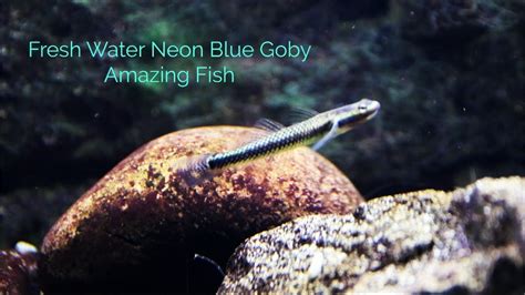Neon Blue Goby Amazing Fish Youtube