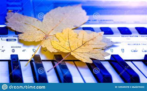 Autumn Maple Leaves On The Keys Of The Piano Autumn Melody Stock