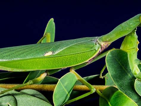 Do Praying Mantis Eat Flowers Best Flower Site