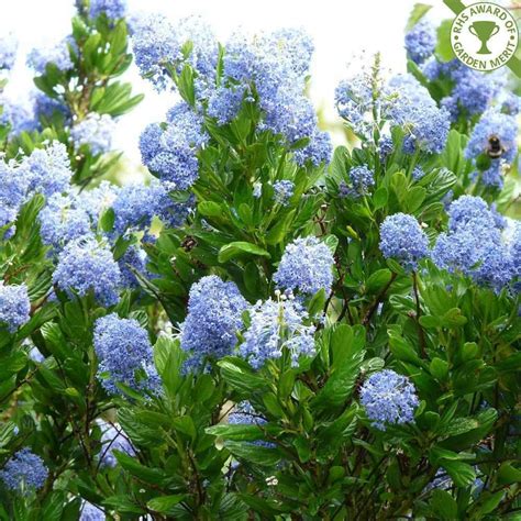 Jun 25, 2020 · best for: Californian Lilac plant | Lilac plant, Flower hedge ...