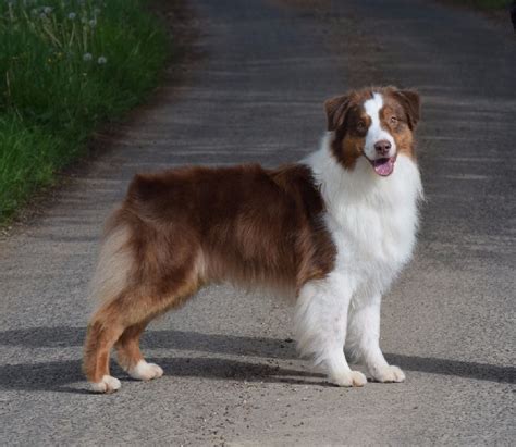 Le berger australien est un chien de berger particulièrement apprécié pour sa robe unique et son alors si vous souhaitez adopter un berger australien, sachez que son éducation commence dès ses. Chien - Elevage of Piek'Shawi - eleveur de chien Berger ...