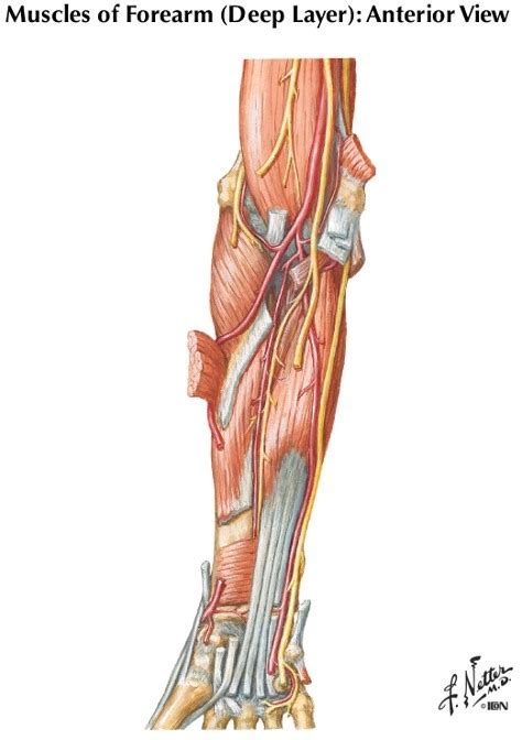 Anterior Muscles Of Forearm Deep Diagram Quizlet