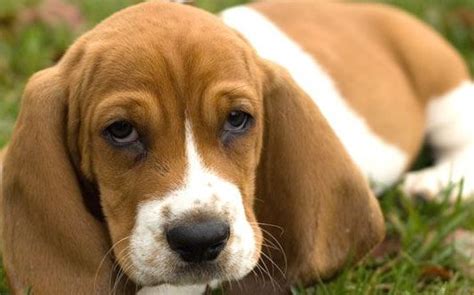 Bernard puppy kitten, cute dog, animals, carnivoran png. Basset Hound Beagle | Puppy and Dog Mix