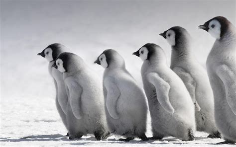 2013 Bing Animals Wallpaper Baby Penguin