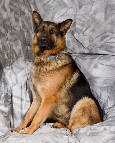Max 2 Year Old Male German Shepherd Dog Available For Adoption