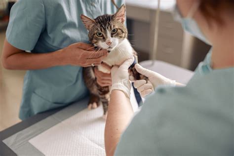 The Importance Of Desexing Your Pets The House Call Vet