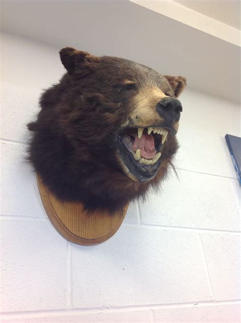 Taxidermy Bear Head On Plaque On The Square Emporium