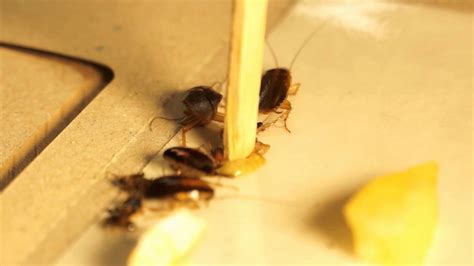 5 genius ways to kill fruit flies. killing Roaches Eggs!!!!! - YouTube