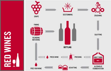 Gastronomy 101 Red Wine Process And Oak Red Wine Wine Wine Making