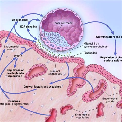 Blastocyst Apposition And Adhesion The Diagram Shows A Download