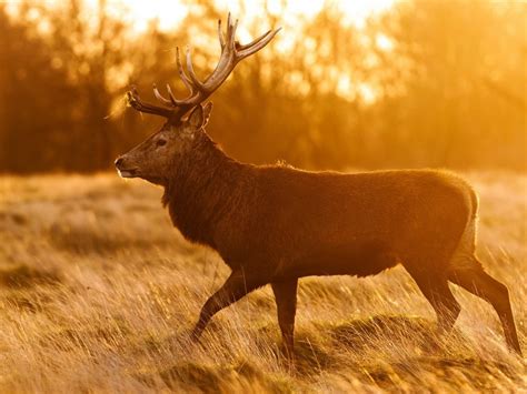 Sunlight Glare Autumn Stag Horn Animal World Hd Wallpaper Preview