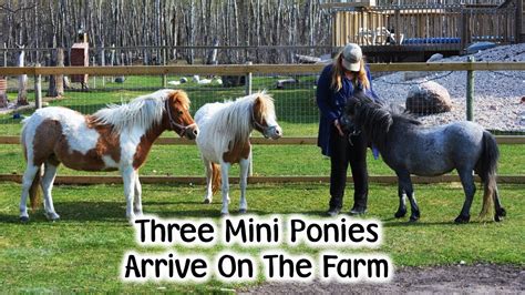 Mini Ponies Arrive On The Farm Youtube