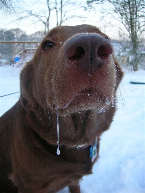 19 Best Drooling And Farting Dogs Images On Pinterest Doggies Funny
