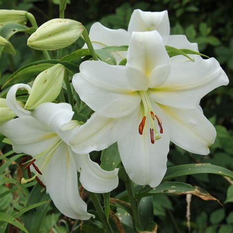 Lilium Lonlorum X Oriental X Oriental Gizmo Lilium Lily White