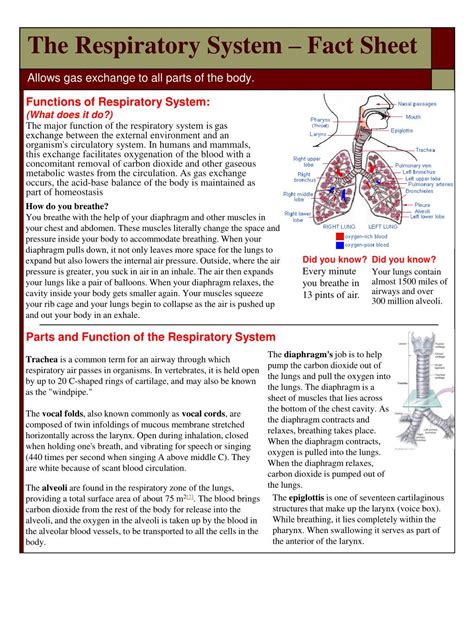 Ppt The Respiratory System Fact Sheet Powerpoint Presentation Free