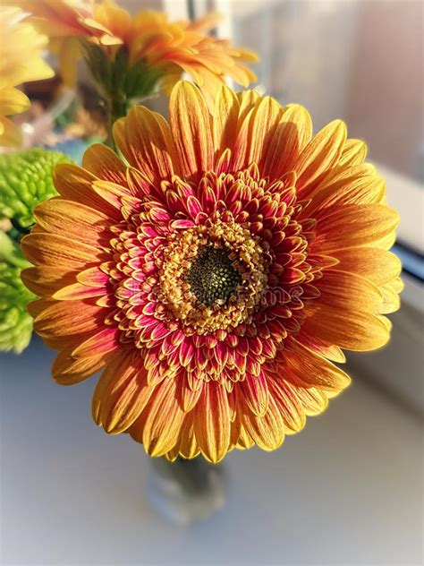 I fiori della gerbera sono molto simili alle margherite, ma più grandi e con tonalità di colore più accesi: Ancora Vita Con I Fiori Arancioni Della Margherita Del Gerbera Immagine Stock - Immagine di ...