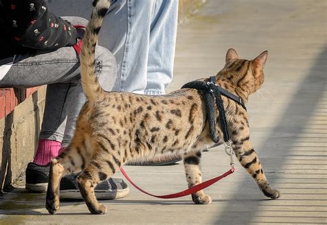 Domestic Cat That Looks Like A Snow Leopard