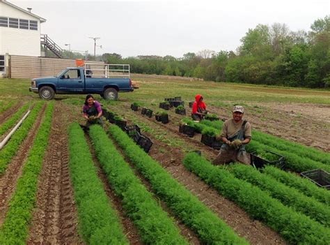 Vineland is in cumberland county. Marolda Farms Vineland, NJ | J Ambrogi Foods