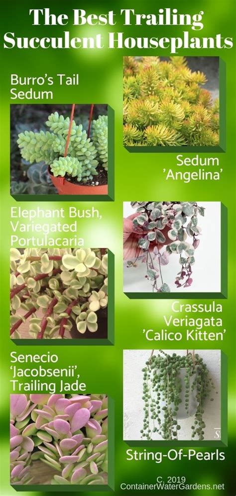 Best Trailing Succulent Houseplants Infographic Types Of Succulents