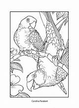 Coloring Parakeet Carolina 6kb 2661 sketch template