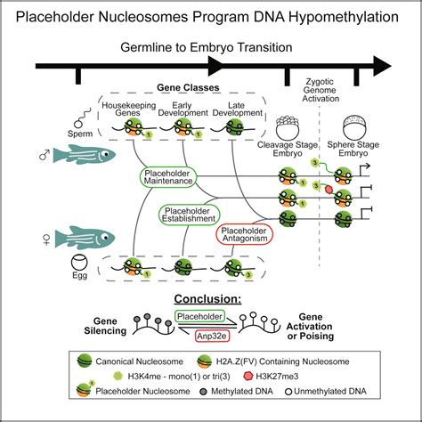 Mechanisms Of Epigenetic Inheritance Discovery And Innovation At