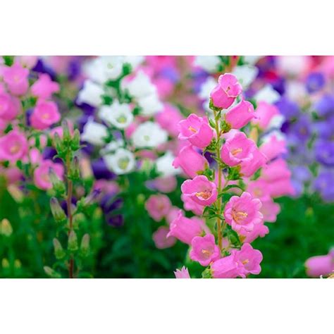 Campanula Canterbury Bells Mixed Flower Seeds Approx 895 Seeds By