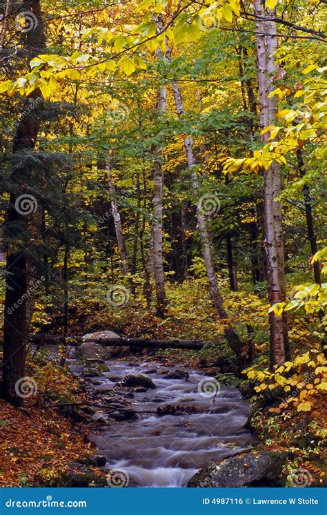 Little Brook With Fall Colors Stock Photo Image Of Trees Colorful